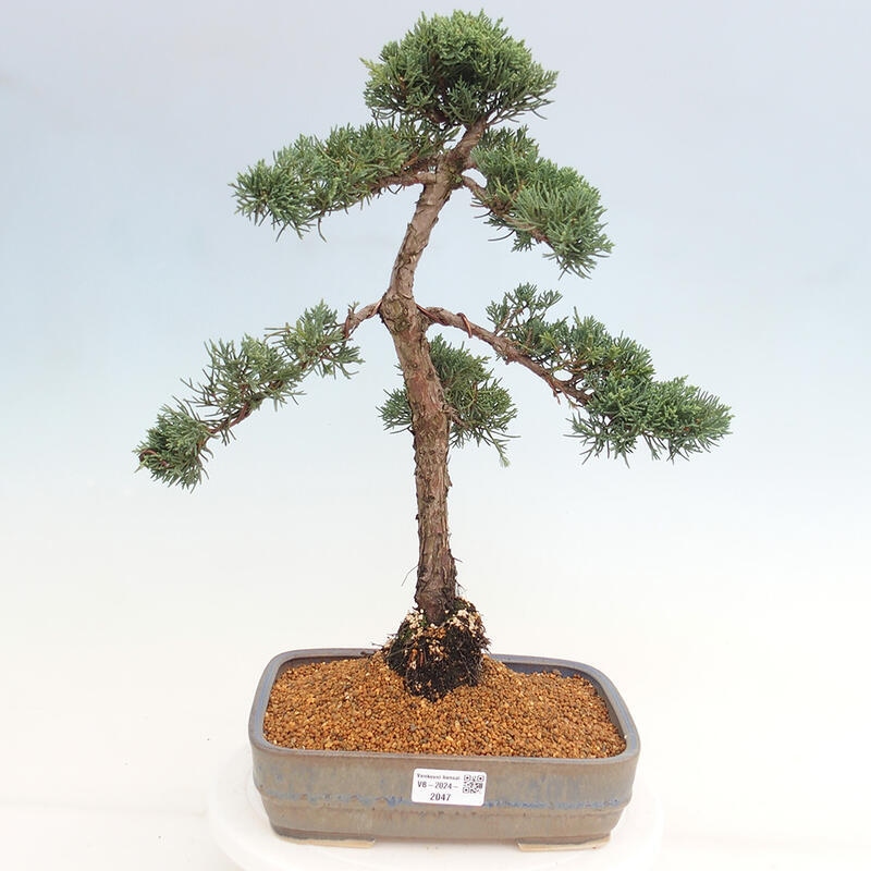 Vonkajšie bonsai - Juniperus chinensis Kishu -Jalovec čínsky