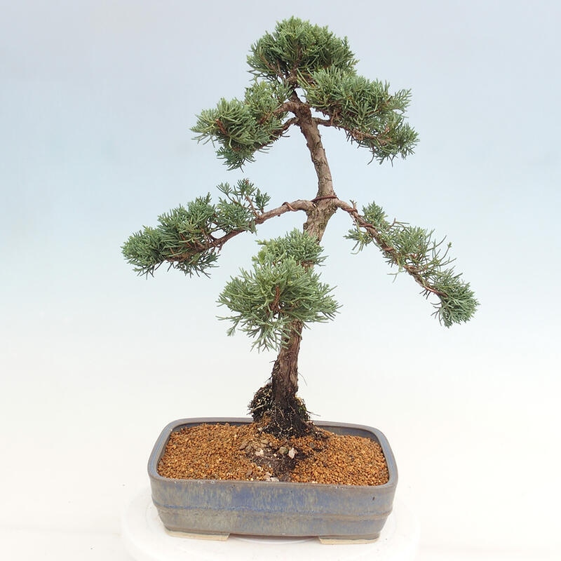 Vonkajšie bonsai - Juniperus chinensis Kishu -Jalovec čínsky