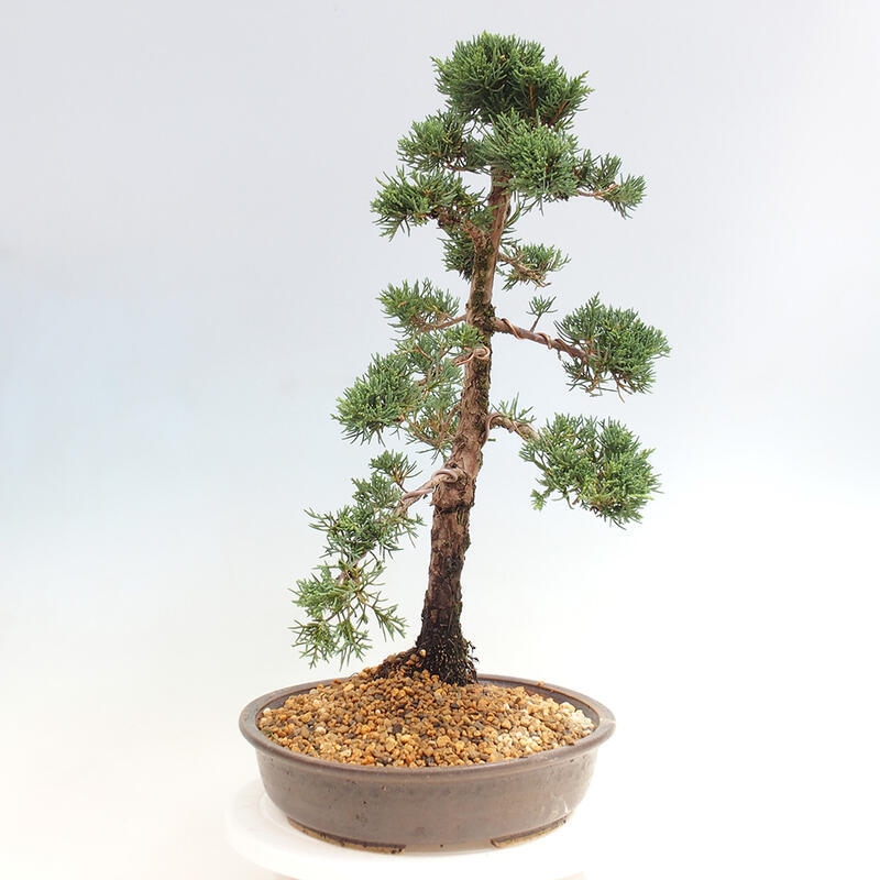 Vonkajšie bonsai - Juniperus chinensis Kishu -Jalovec čínsky