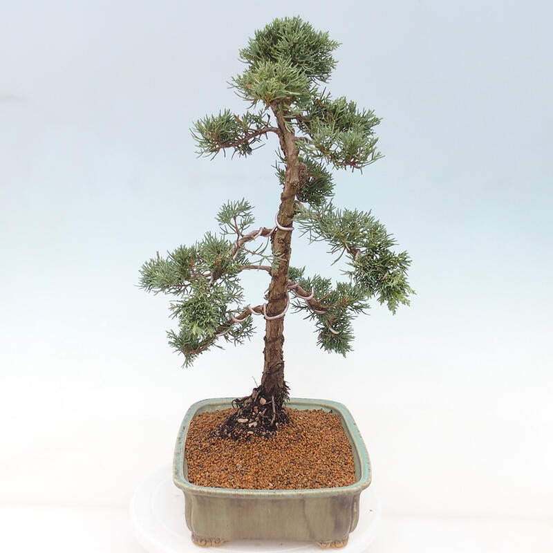 Vonkajšie bonsai - Juniperus chinensis Kishu -Jalovec čínsky