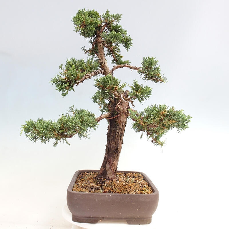 Vonkajšie bonsai - Juniperus chinensis Kishu -Jalovec čínsky