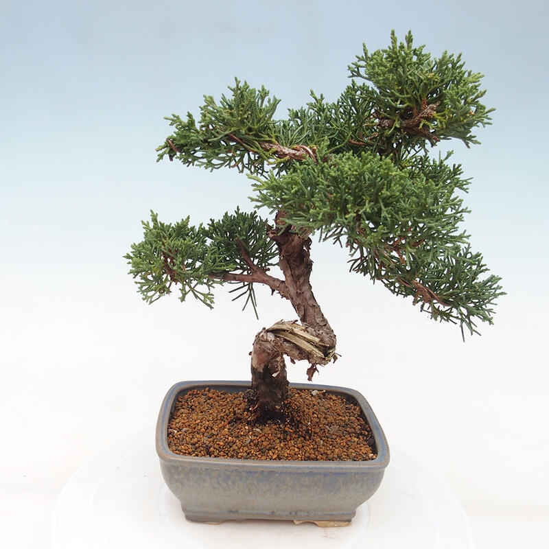 Vonkajšie bonsai - Juniperus chinensis Kishu -Jalovec čínsky