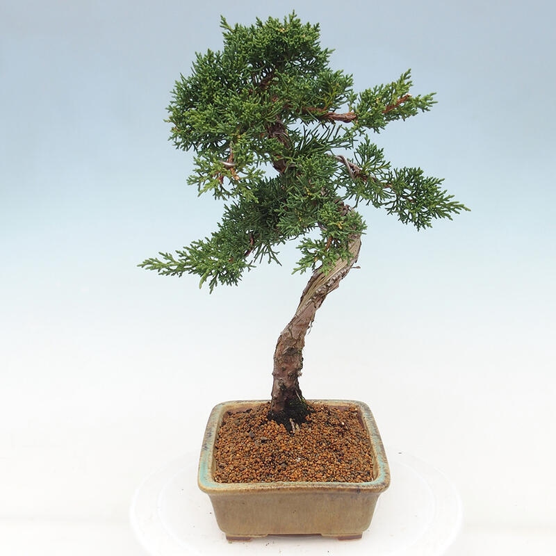 Vonkajšie bonsai - Juniperus chinensis Kishu -Jalovec čínsky