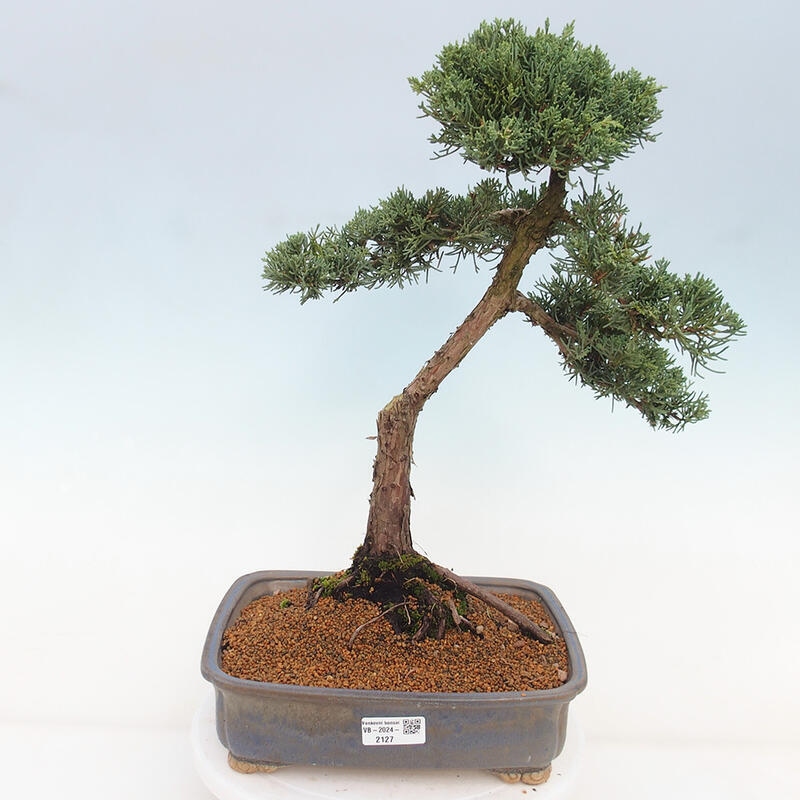 Vonkajšie bonsai - Juniperus chinensis Kishu -Jalovec čínsky