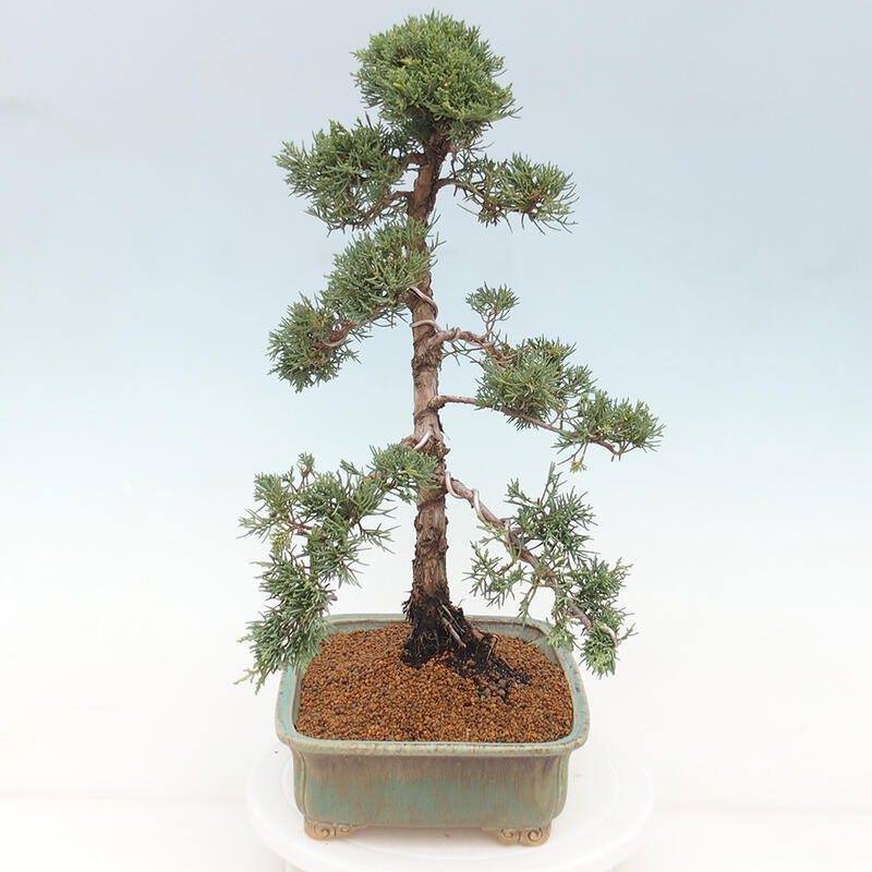 Vonkajšie bonsai - Juniperus chinensis Kishu -Jalovec čínsky