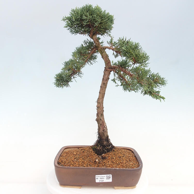 Vonkajšie bonsai - Juniperus chinensis Kishu -Jalovec čínsky