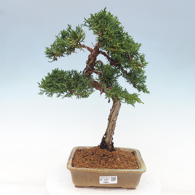 Vonkajšie bonsai - Juniperus chinensis Kishu -Jalovec čínsky