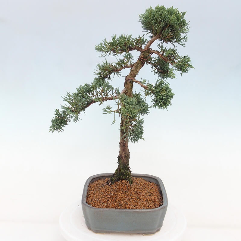 Vonkajšie bonsai - Juniperus chinensis Kishu -Jalovec čínsky