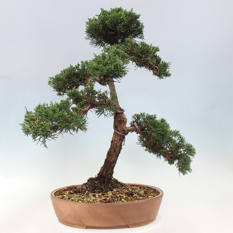 Vonkajší bonsai - Juniperus chinensis Kishu -Jalovec čínsky