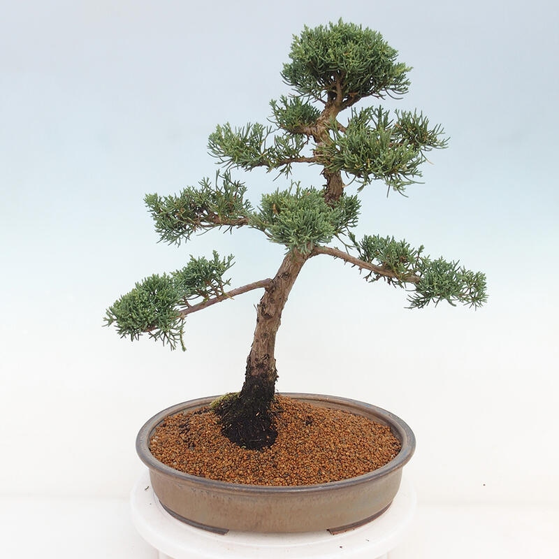 Vonkajšie bonsai - Juniperus chinensis Kishu -Jalovec čínsky