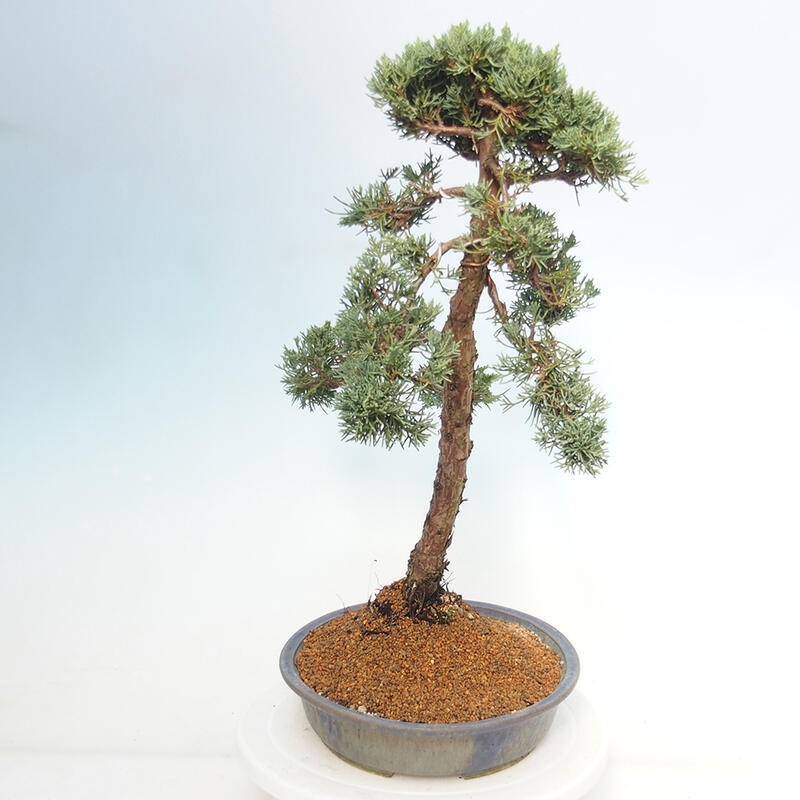 Vonkajšie bonsai - Juniperus chinensis Kishu -Jalovec čínsky