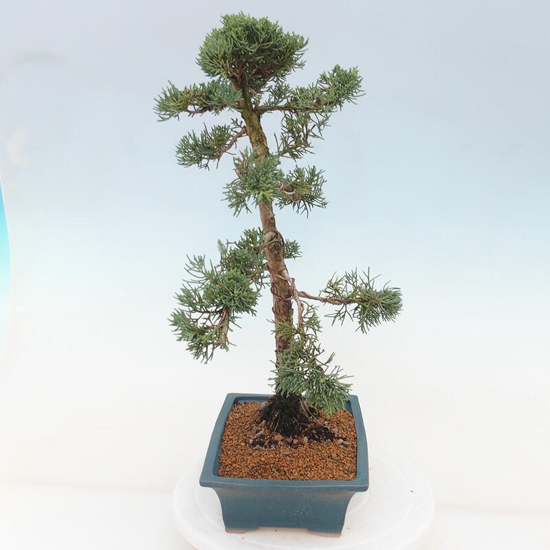 Vonkajšie bonsai - Juniperus chinensis Kishu -Jalovec čínsky