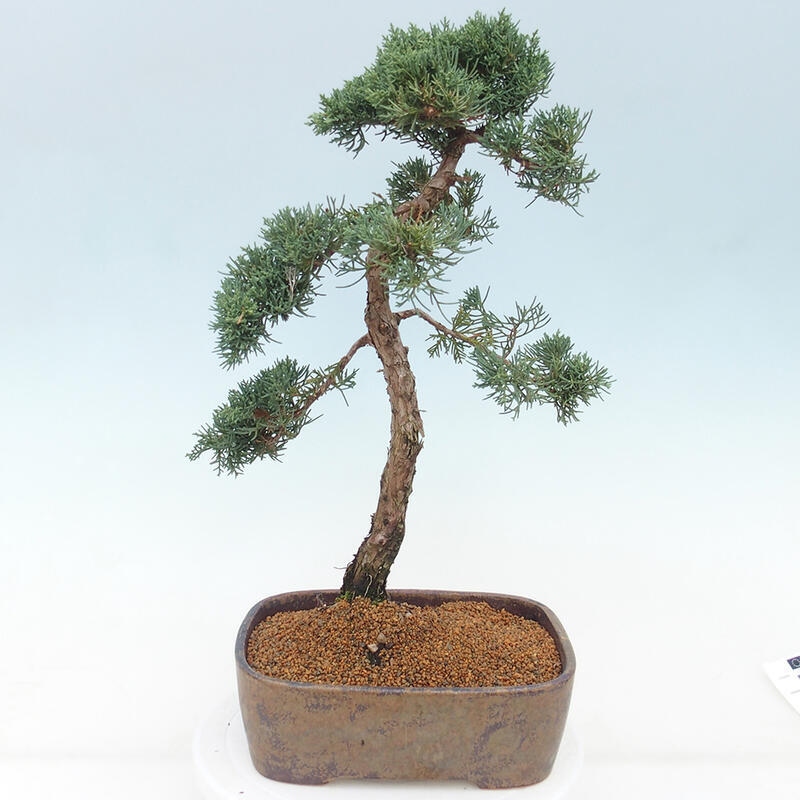 Vonkajšie bonsai - Juniperus chinensis Kishu -Jalovec čínsky