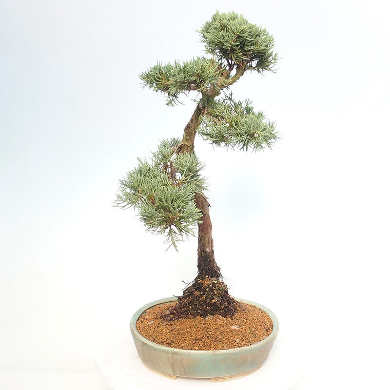 Vonkajšie bonsai - Juniperus chinensis Kishu -Jalovec čínsky