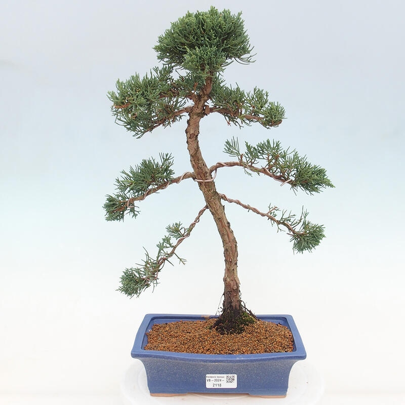 Vonkajšie bonsai - Juniperus chinensis Kishu -Jalovec čínsky