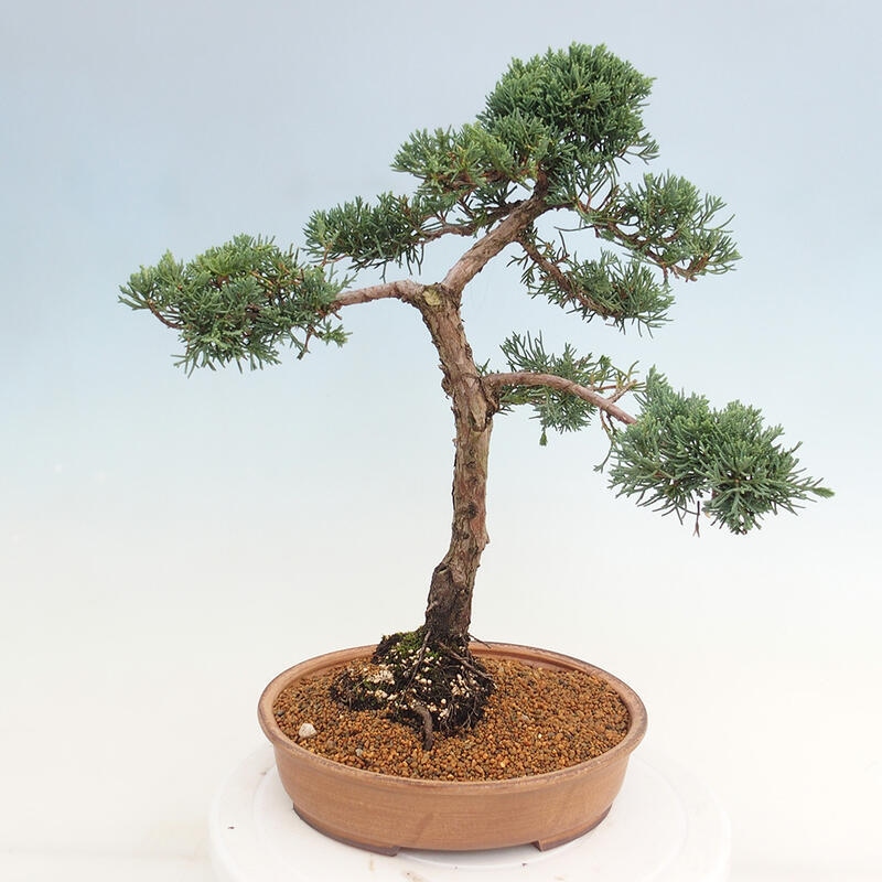 Vonkajšie bonsai - Juniperus chinensis Kishu -Jalovec čínsky