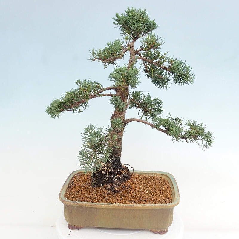 Vonkajšie bonsai - Juniperus chinensis Kishu -Jalovec čínsky