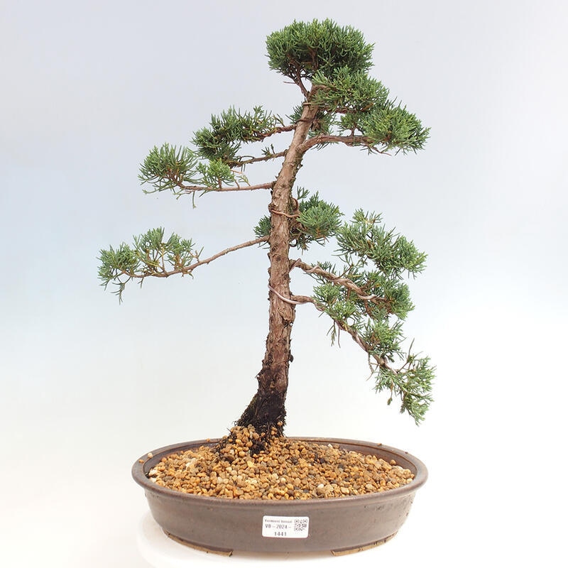 Vonkajšie bonsai - Juniperus chinensis Kishu -Jalovec čínsky