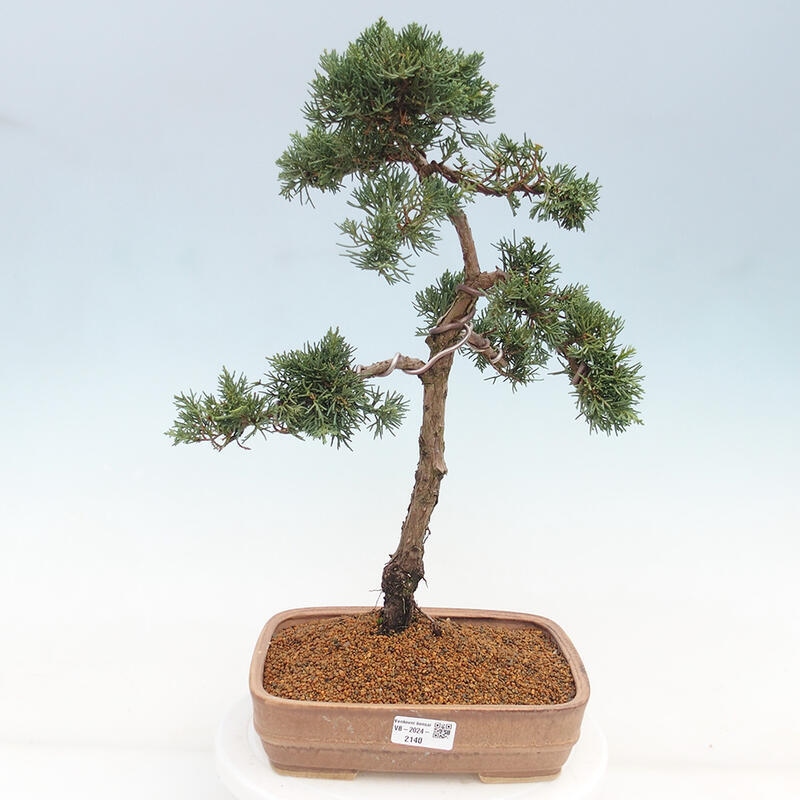 Vonkajšie bonsai - Juniperus chinensis Kishu -Jalovec čínsky