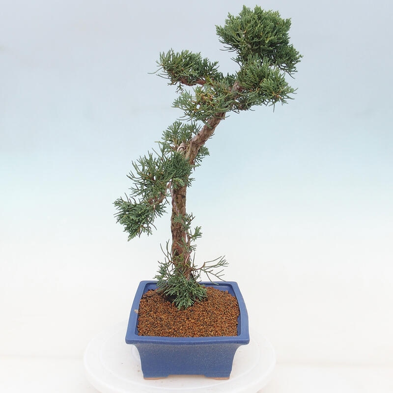 Vonkajšie bonsai - Juniperus chinensis Kishu -Jalovec čínsky