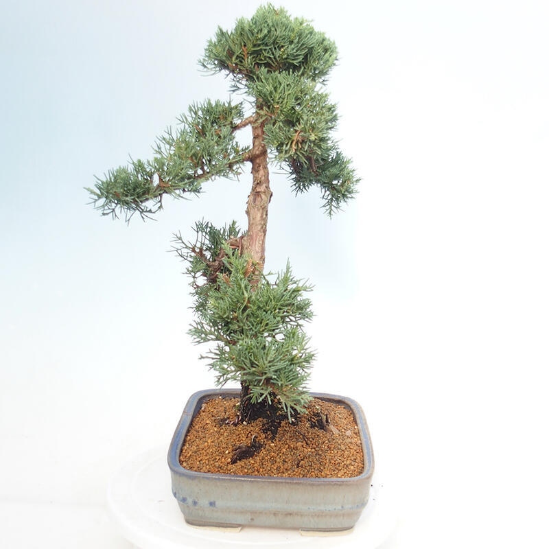 Vonkajšie bonsai - Juniperus chinensis Kishu -Jalovec čínsky