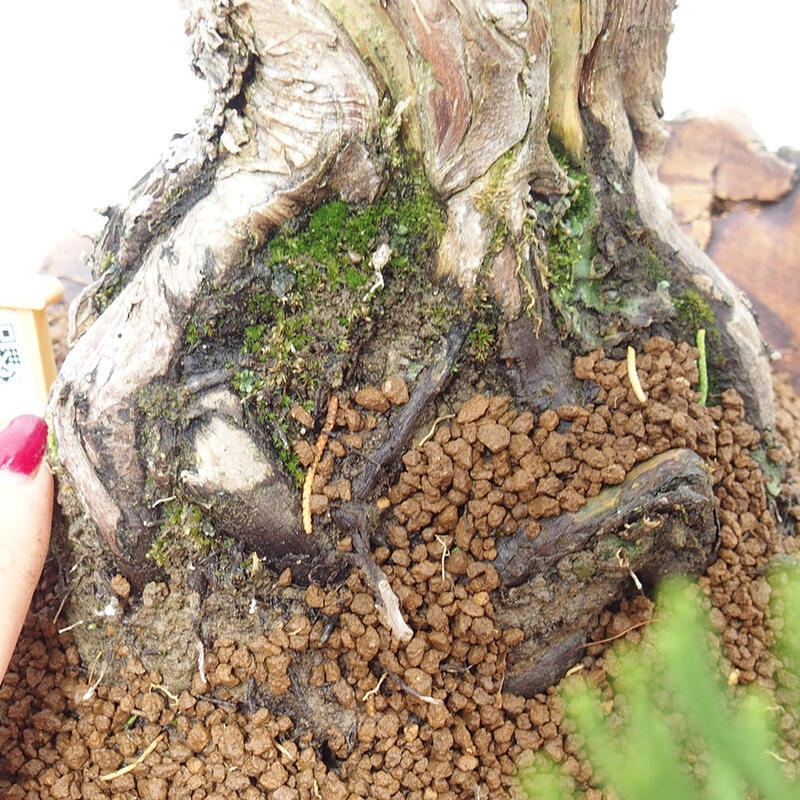 Vonkajší bonsai - Juniperus chinensis Kishu -Jalovec čínsky