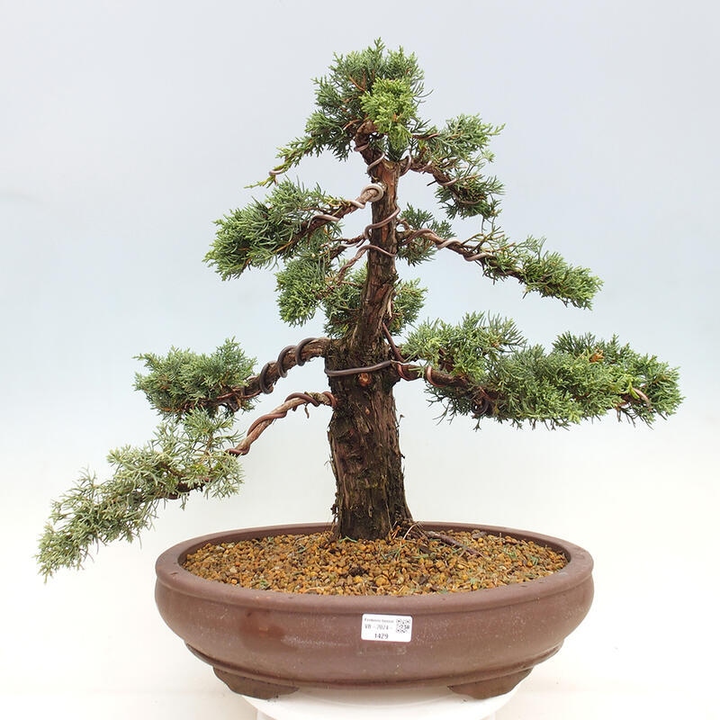 Vonkajšie bonsai - Juniperus chinensis Kishu -Jalovec čínsky