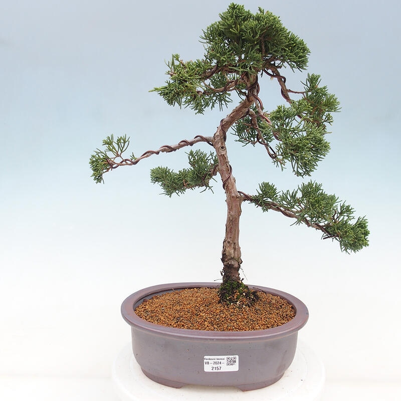 Vonkajšie bonsai - Juniperus chinensis Kishu -Jalovec čínsky