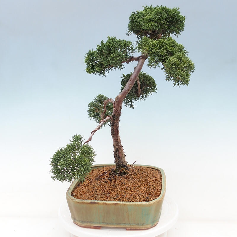 Vonkajšie bonsai - Juniperus chinensis Kishu -Jalovec čínsky