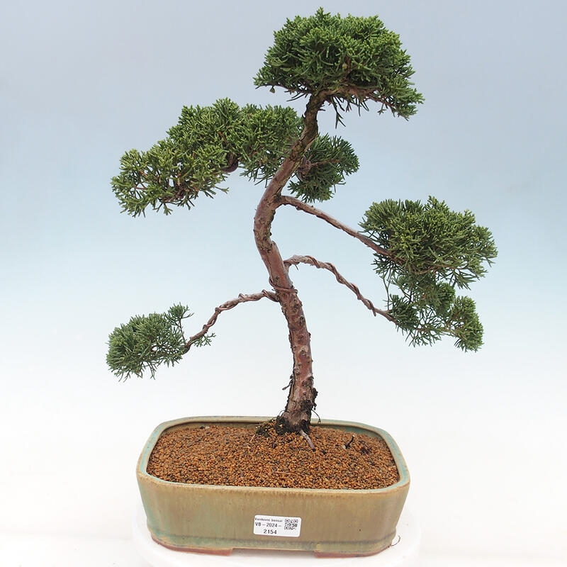 Vonkajšie bonsai - Juniperus chinensis Kishu -Jalovec čínsky