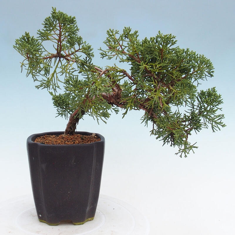 Vonkajší bonsai - Juniperus chinensis Kishu -Jalovec čínsky