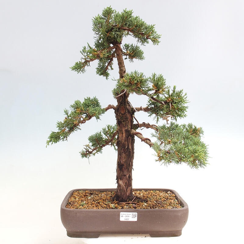 Vonkajšie bonsai - Juniperus chinensis Kishu -Jalovec čínsky