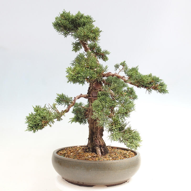 Vonkajšie bonsai - Juniperus chinensis Kishu -Jalovec čínsky