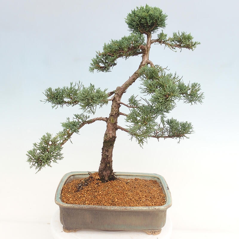 Vonkajšie bonsai - Juniperus chinensis Kishu -Jalovec čínsky