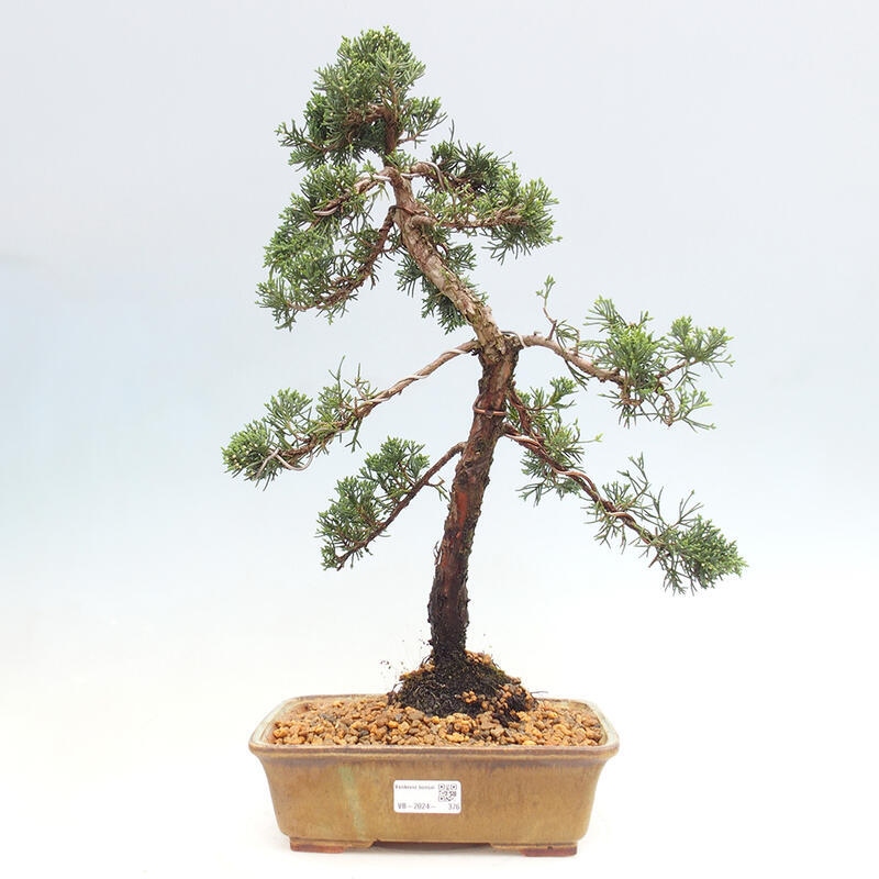 Vonkajšie bonsai - Juniperus chinensis Kishu -Jalovec čínsky