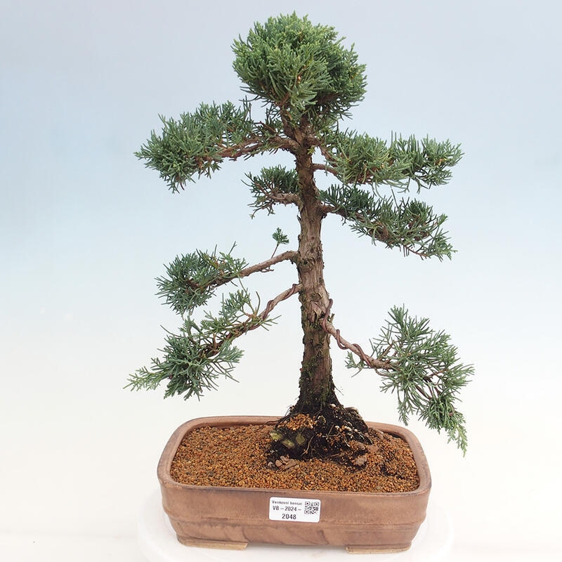 Vonkajšie bonsai - Juniperus chinensis Kishu -Jalovec čínsky