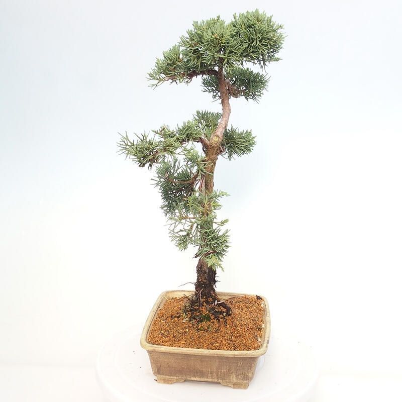 Vonkajšie bonsai - Juniperus chinensis Kishu -Jalovec čínsky