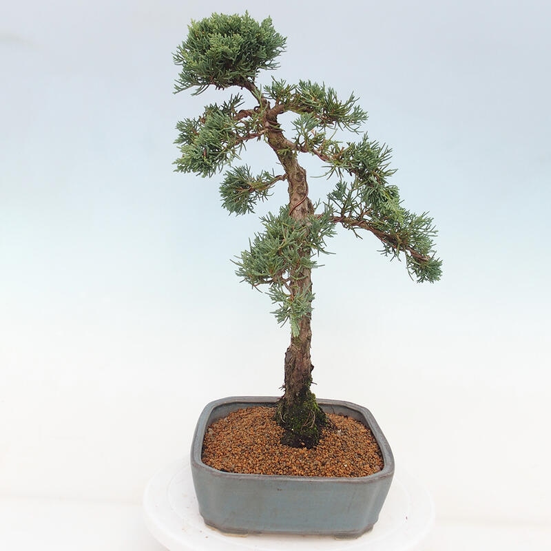 Vonkajšie bonsai - Juniperus chinensis Kishu -Jalovec čínsky