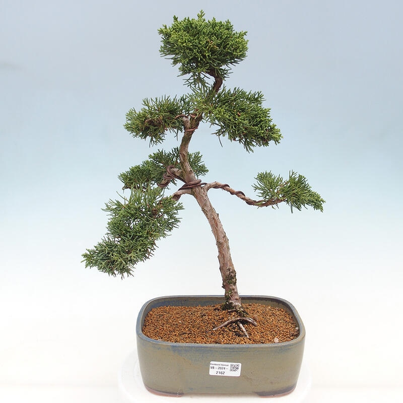 Vonkajšie bonsai - Juniperus chinensis Kishu -Jalovec čínsky