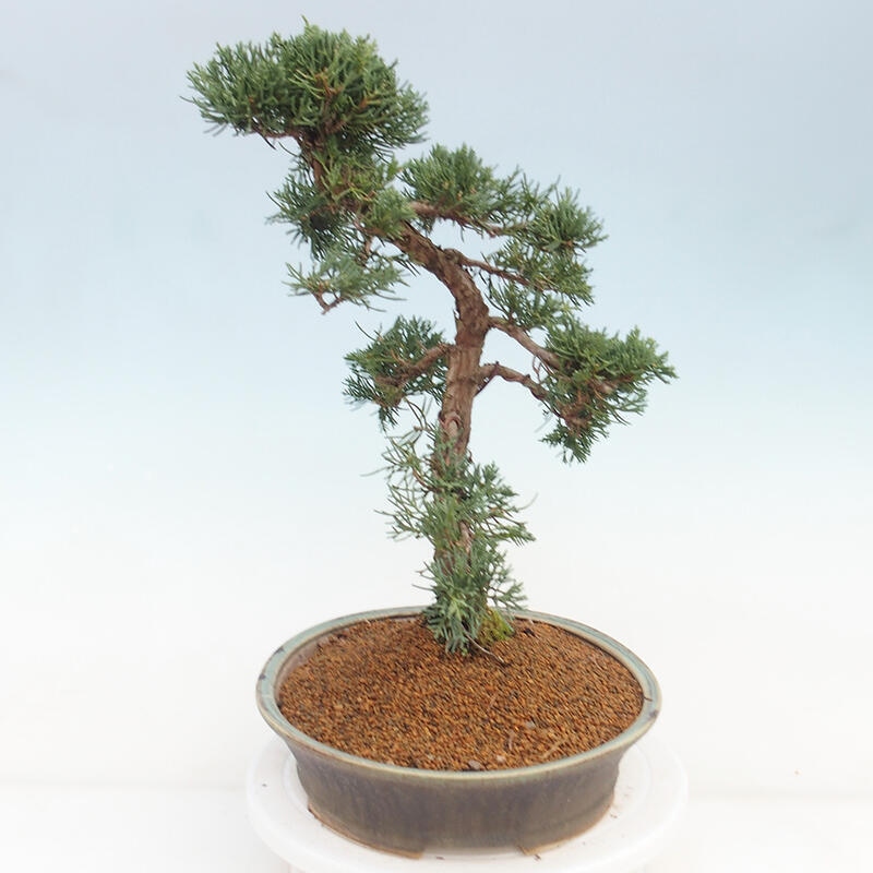 Vonkajšie bonsai - Juniperus chinensis Kishu -Jalovec čínsky