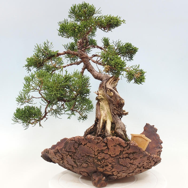 Vonkajší bonsai - Juniperus chinensis Kishu -Jalovec čínsky