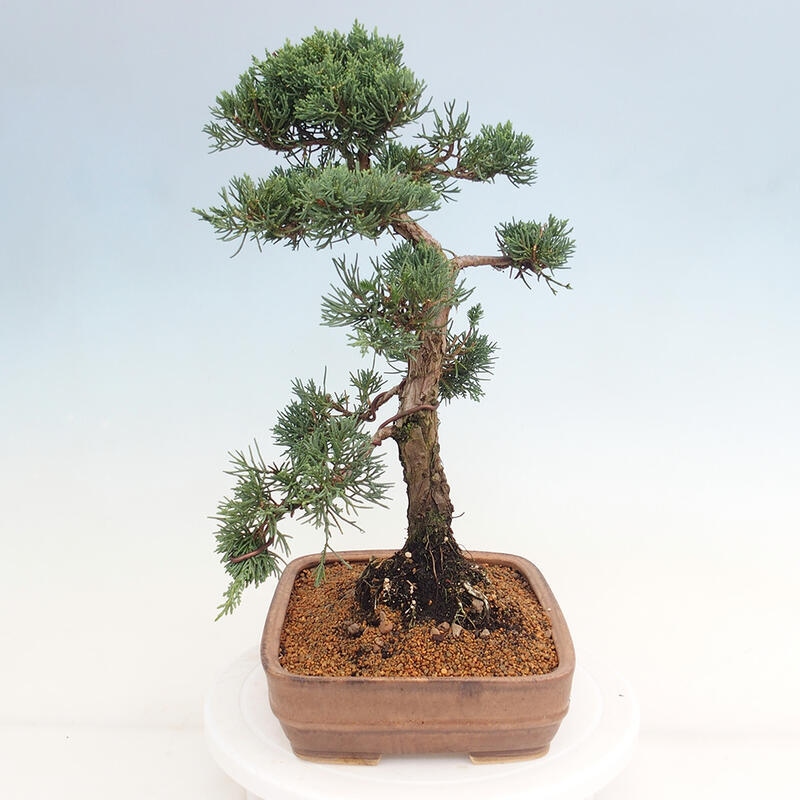 Vonkajšie bonsai - Juniperus chinensis Kishu -Jalovec čínsky