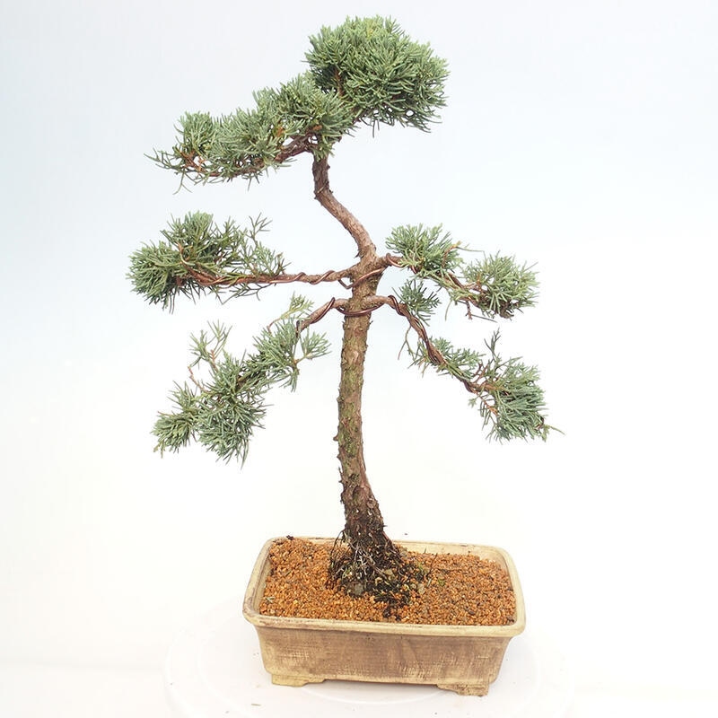 Vonkajšie bonsai - Juniperus chinensis Kishu -Jalovec čínsky