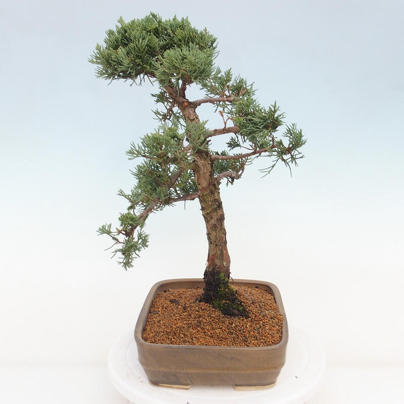 Vonkajšie bonsai - Juniperus chinensis Kishu -Jalovec čínsky