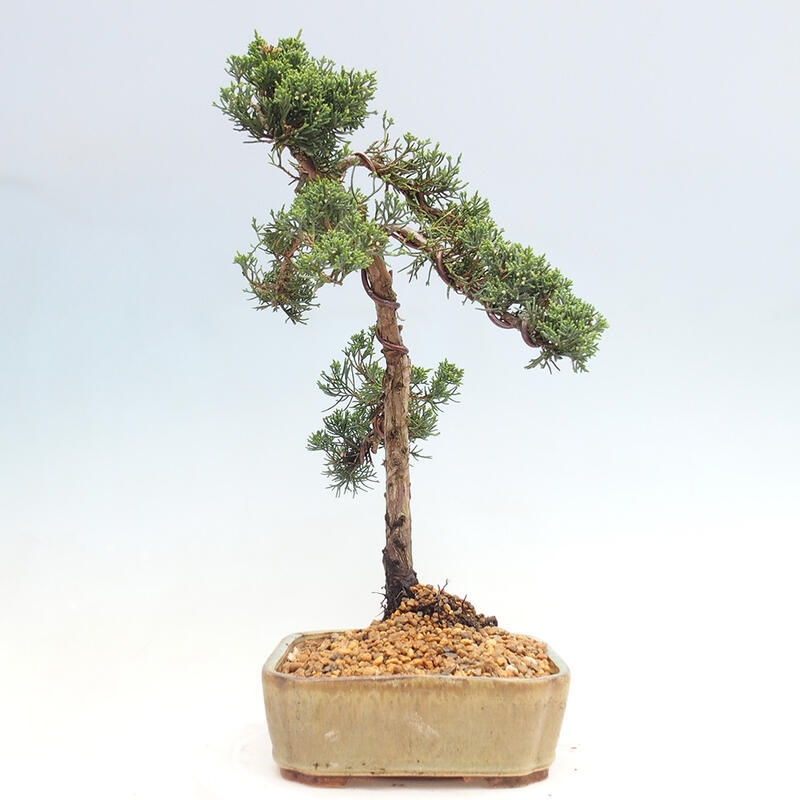 Vonkajšie bonsai - Juniperus chinensis Kishu -Jalovec čínsky