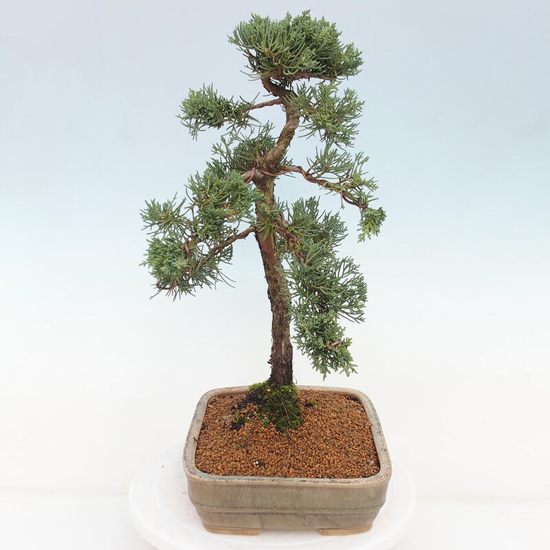 Vonkajšie bonsai - Juniperus chinensis Kishu -Jalovec čínsky