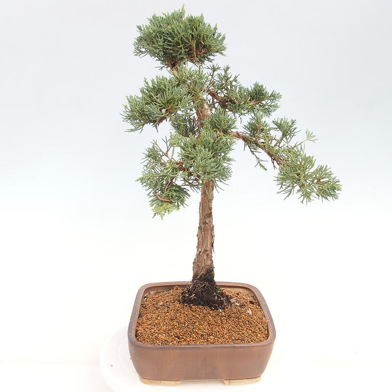 Vonkajšie bonsai - Juniperus chinensis Kishu -Jalovec čínsky