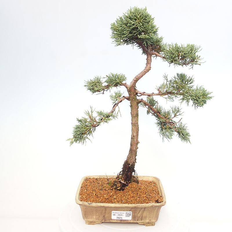 Vonkajšie bonsai - Juniperus chinensis Kishu -Jalovec čínsky