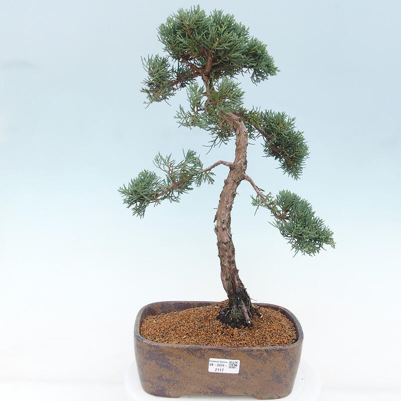 Vonkajšie bonsai - Juniperus chinensis Kishu -Jalovec čínsky