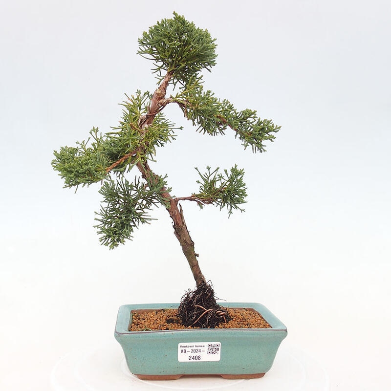 Vonkajší bonsai - Juniperus chinensis Kishu -Jalovec čínsky